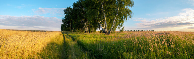 Summer rural panoramic landscape with golden wheat field and country road during sunset © valeriy boyarskiy