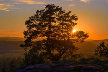 Obraz na płótnie Canvas Pine against the backdrop of sunset. The top of Paaso Mount. Sortavala, Karelia