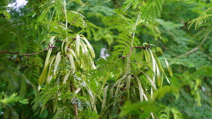 Close up view of Moringa or Drumstick tree leaves and pods. Follicle uses in vegetables and traditional medicines.
