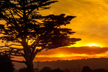 A large tree at sunset 2