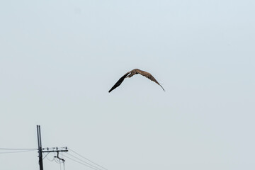 A raptor flies through the port city of Osaka, Japan on August 21, 2020.