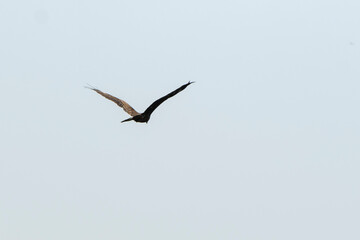 A large bird of prey flying in a clear sky