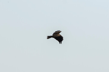 A raptor flies through the port city of Osaka, Japan on August 21, 2020.
