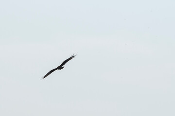 A raptor flies through the port city of Osaka, Japan on August 21, 2020.