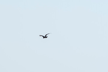 A raptor flies through the port city of Osaka, Japan on August 21, 2020.