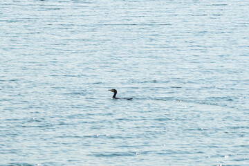 Fototapeta na wymiar Waterfowl swimming in the ocean.