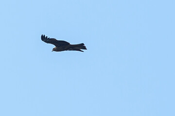 A raptor flies through the port city of Osaka, Japan