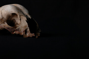 
animal skull