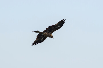 A raptor flies through the port city of Osaka, Japan