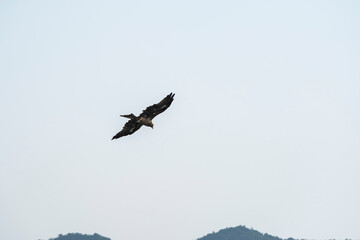 A raptor flies through the port city of Osaka, Japan