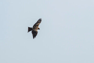 A raptor flies through the port city of Osaka, Japan