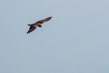 A raptor flies through the port city of Osaka, Japan