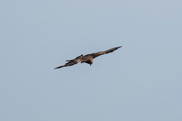 A raptor flies through the port city of Osaka, Japan