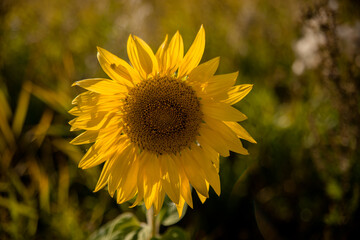 Fototapeta premium yellow sunflower in the garden. Countryside. Farm. Yellow flowers. Fruit plant.