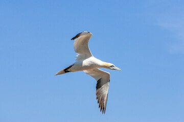 Fototapeta na wymiar Flying bird. Bird in flight over a blue sea. Northern gannets from Bonaventure Island, Percé, Quebec. Beautiful sea bird flying near the coast.