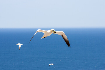 Flying bird. Northern gannet with nesting material in the bill. Bird in flight over a blue sea. Northern gannets from Bonaventure Island, Percé, Quebec. Beautiful sea bird flying near the coast.