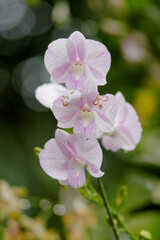 Natural photos: Popularly grown orchids (Viet Nam) 