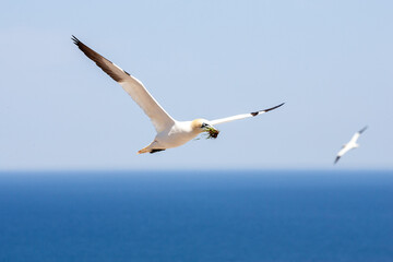 Flying bird. Northern gannet with nesting material in the bill. Bird in flight over a blue sea. Northern gannets from Bonaventure Island, Percé, Quebec. Beautiful sea bird flying near the coast.