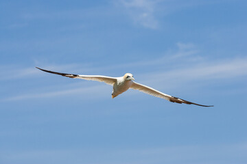 Flying bird. Bird in flight over a blue sea. Northern gannets from Bonaventure Island, Percé, Quebec. Beautiful sea bird flying near the coast.