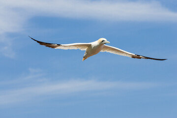 Flying bird. Bird in flight over a blue sea. Northern gannets from Bonaventure Island, Percé, Quebec. Beautiful sea bird flying near the coast.