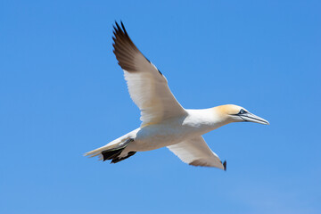 Fototapeta na wymiar Flying bird. Bird in flight over a blue sea. Northern gannets from Bonaventure Island, Percé, Quebec. Beautiful sea bird flying near the coast.