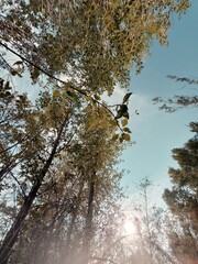 trees in the forest