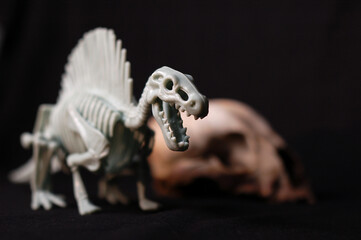 
Kids toy dinosaur skeleton