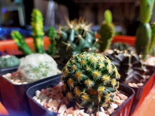 Beautiful cactus Various species, yellow plumage, fleece, rabbit ears.