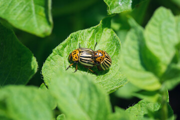 Colorado beetle on potato leaves Leptinotarsa decemlineata