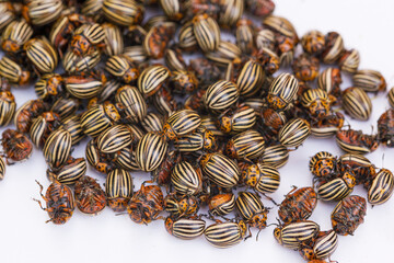 Invasion of the Colorado beetle