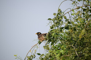 The common Myna OR Indian Myna - Member of the sturnidae family and is native to Asia
