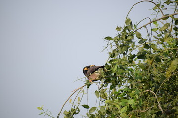 The common Myna OR Indian Myna - Member of the sturnidae family and is native to Asia