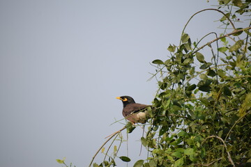 The common Myna OR Indian Myna - Member of the sturnidae family and is native to Asia