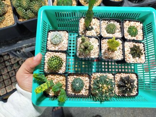 Beautiful cactus Various species, yellow plumage, fleece, rabbit ears.