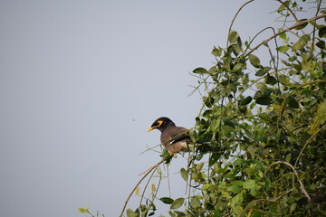 The common Myna OR Indian Myna - Member of the sturnidae family and is native to Asia