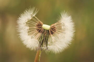 White fluffy dandelions natural spring background