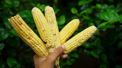 Close up view of ripe ear corn, holding in hand. Stylish view, yellow corn with blurred background.
