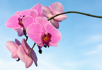 Pink orchid flower on the sky with copy space