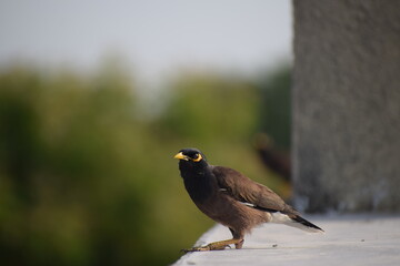 The common Myna OR Indian Myna - Member of the sturnidae family and is native to Asia.