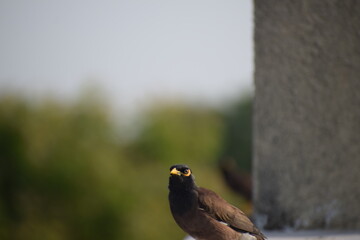 The common Myna OR Indian Myna - Member of the sturnidae family and is native to Asia.
