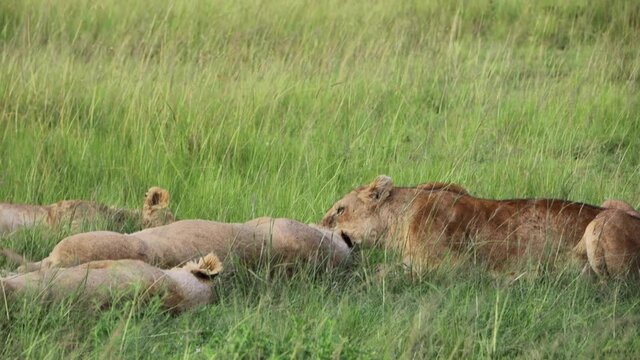 Pride of lions resting in tall grass of East African Serengeti savanna bushland in Masai Mara National Reserve, Kenya, Africa
