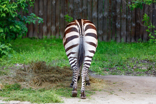 Striped nice ass off zebra, grazing zebra, back view.