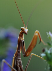 Mantis religiosa