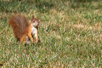 A bright fiery red squirrel with a fluffy tail and white breast stands on its hind legs against a background of green grass. Side view. Blurred background. Close-up.