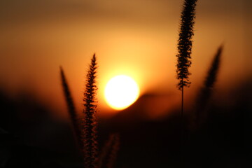 Naturaleza contra luz