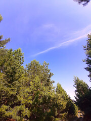 forest and sky