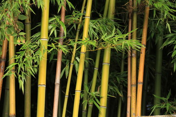 Petite forêt de bambou 