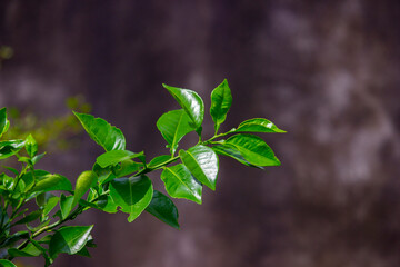 cement wall background with green leaves branch 