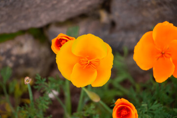 Flor Peruana