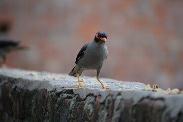 The common Myna OR Indian Myna - Member of the sturnidae family and is native to Asia.